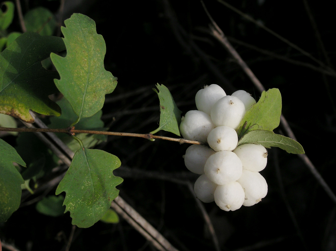 Изображение особи Symphoricarpos albus var. laevigatus.