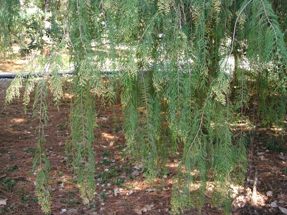 Image of Cupressus funebris specimen.