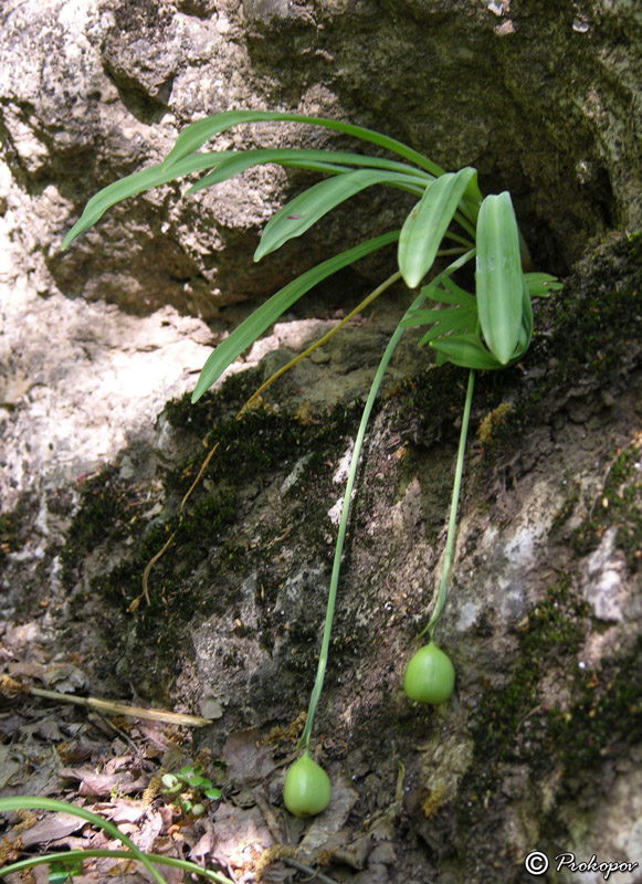 Image of Galanthus plicatus specimen.