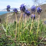 Muscari neglectum. Цветущие растения. Краснодарский край, г. Новороссийск, гора Большой Маркотх, можжевеловое редколесье. 06.04.2014.