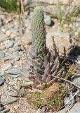 Orostachys spinosa