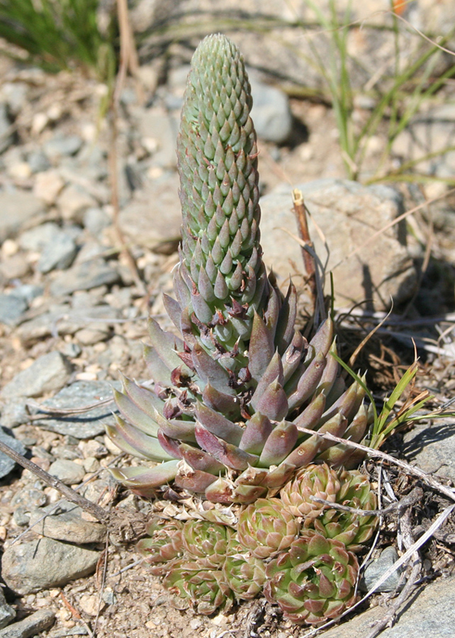 Image of Orostachys spinosa specimen.