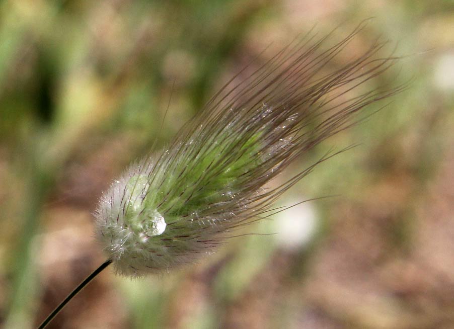 Image of Lagurus ovatus specimen.