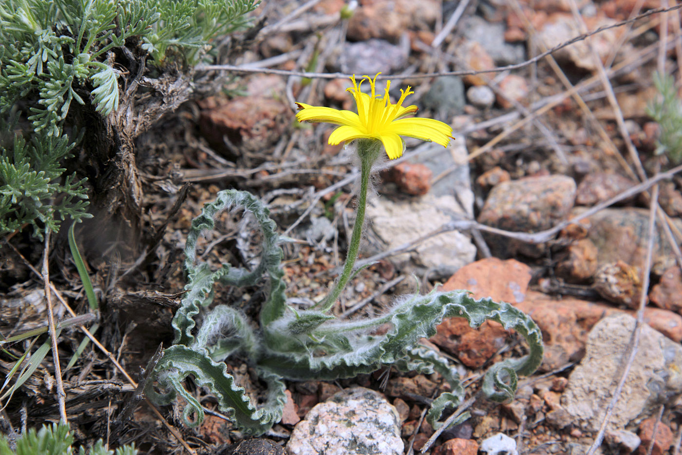 Изображение особи Scorzonera circumflexa.