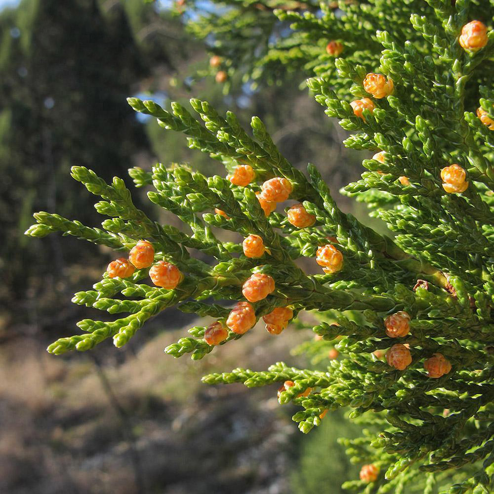 Image of Juniperus foetidissima specimen.