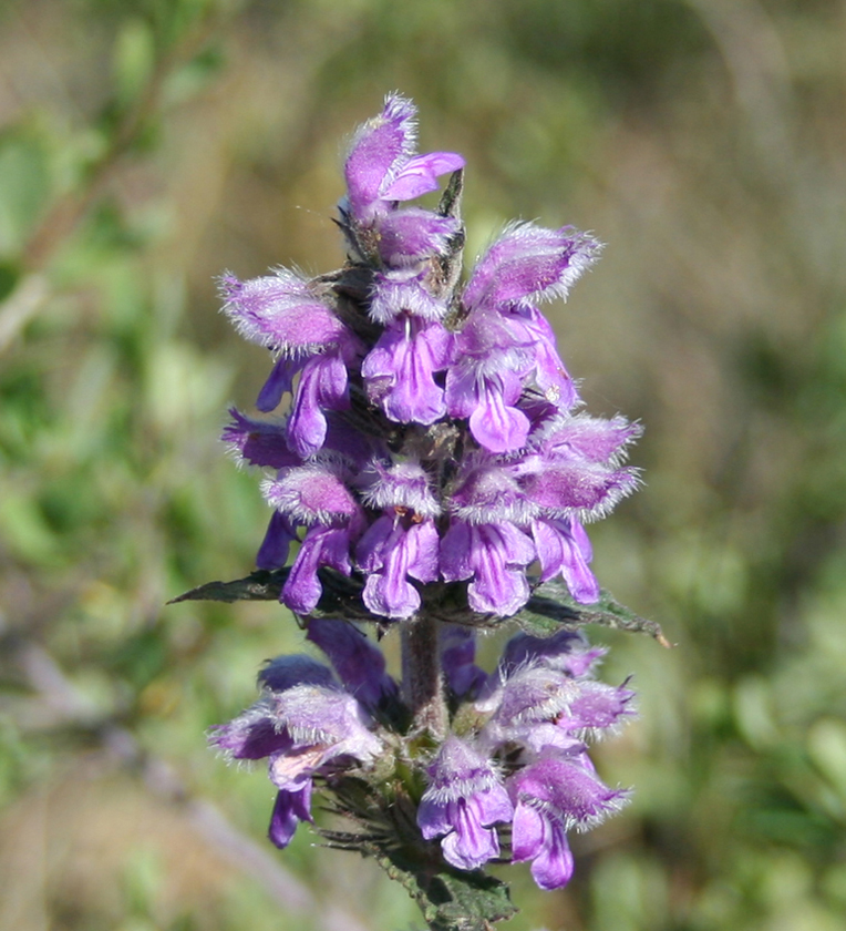 Image of Phlomoides agraria specimen.