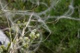 Stipa eriocaulis