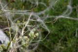 Stipa eriocaulis. Часть соплодия. Словения, между дер. Sočerga и Dvori, луговая степь на вершине горы. 09.05.2014.