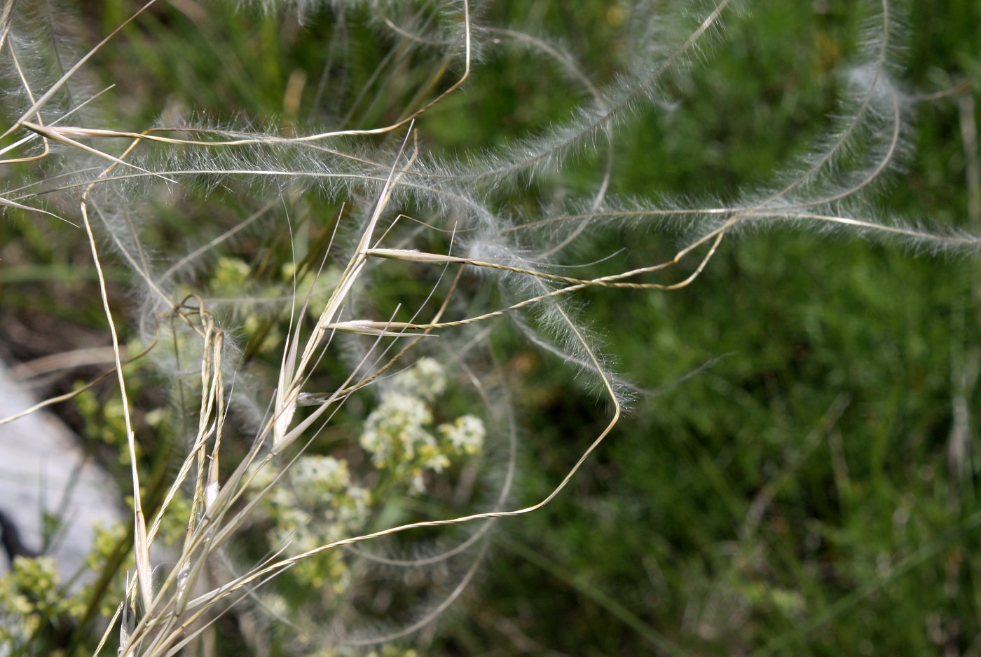 Image of Stipa eriocaulis specimen.