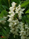 Robinia pseudoacacia
