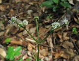 Sanicula europaea. Верхушка цветущего растения. Крым, окр. с. Соколиное, буковый лес. 25 мая 2014 г.