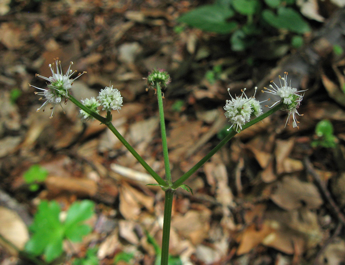 Image of Sanicula europaea specimen.