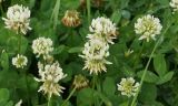 Trifolium repens