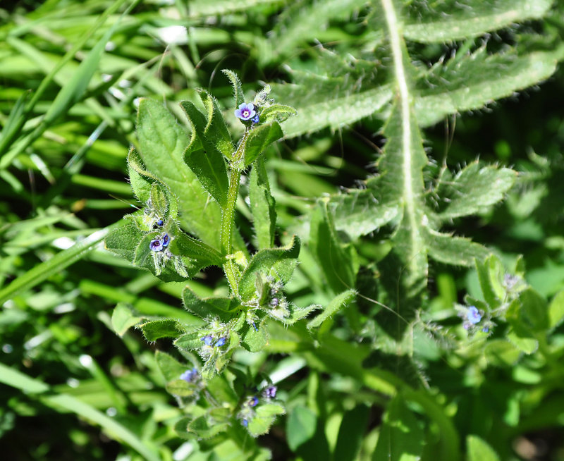 Изображение особи Asperugo procumbens.