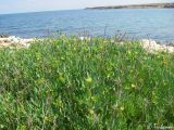 Crithmum maritimum