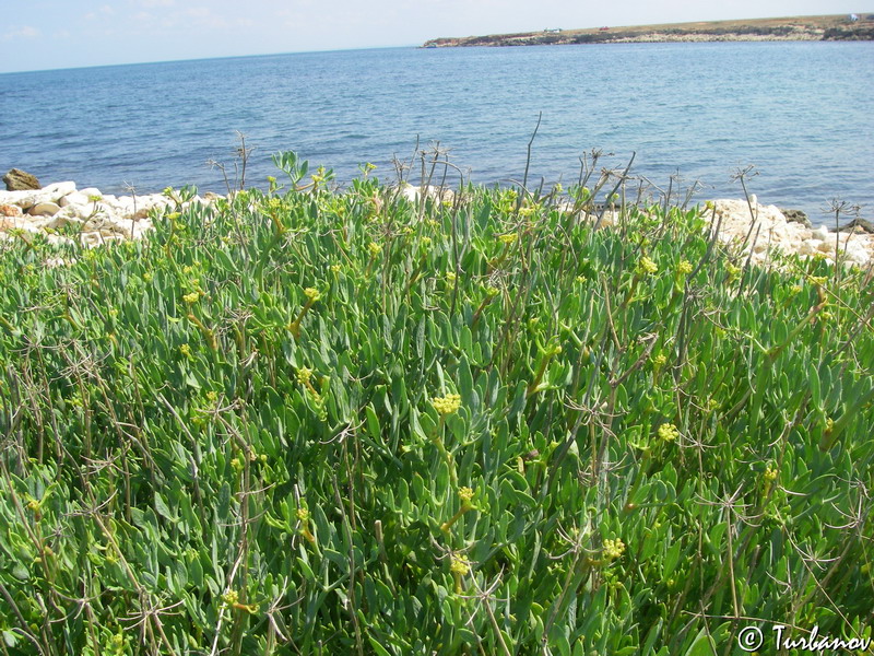 Image of Crithmum maritimum specimen.