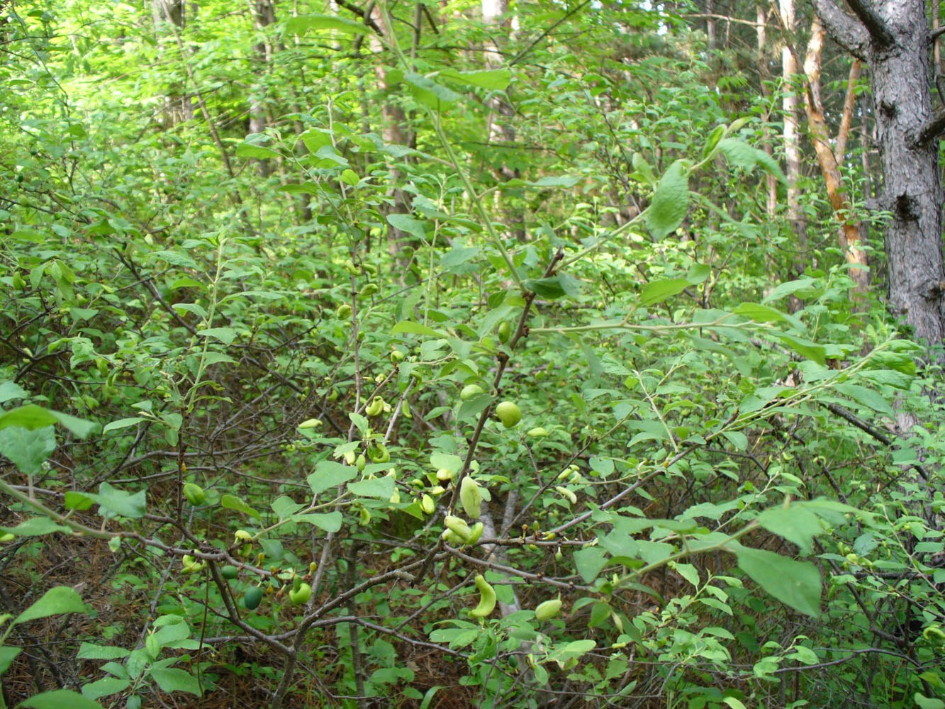 Изображение особи род Prunus.