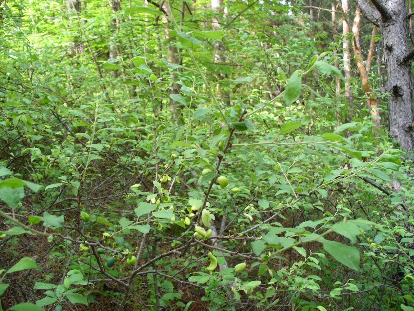 Image of genus Prunus specimen.