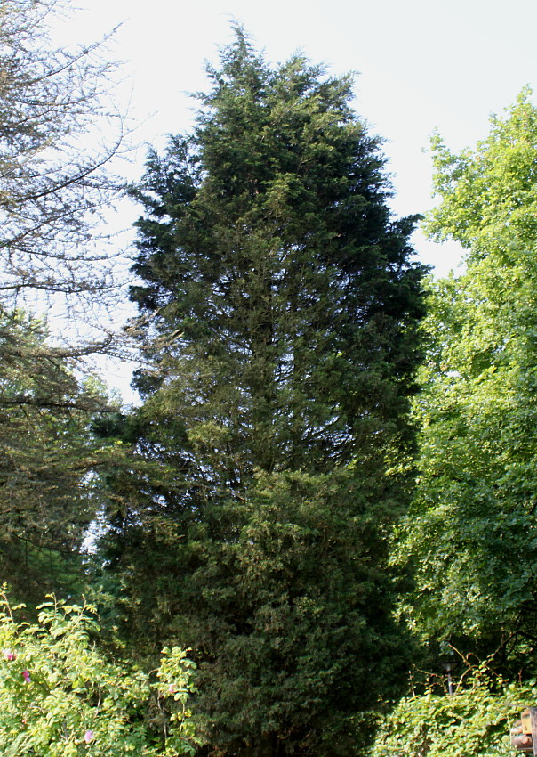 Изображение особи Juniperus virginiana.