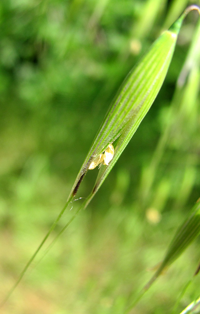 Image of Avena persica specimen.