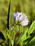 Trigonella procumbens. Соцветие. Подмосковье, окр. г. Одинцово, просека в лесу, заброшенные огороды. Июль 2014 г.