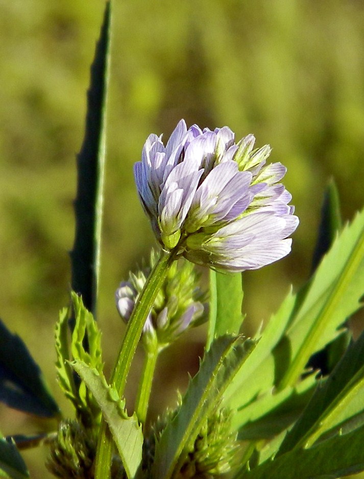 Image of Trigonella procumbens specimen.