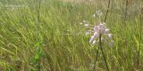 Allium paniculatum. Соцветие. Краснодарский край, вблизи дамбы Ханского озера. 25.06.3014.