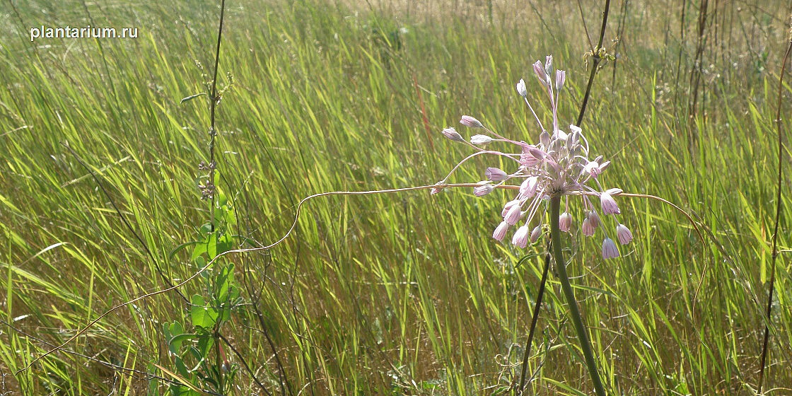 Изображение особи Allium paniculatum.