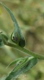 Anchusa procera