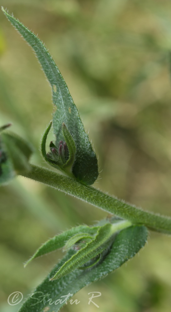 Изображение особи Anchusa procera.