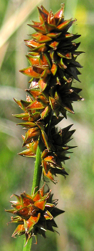 Изображение особи Carex muricata.