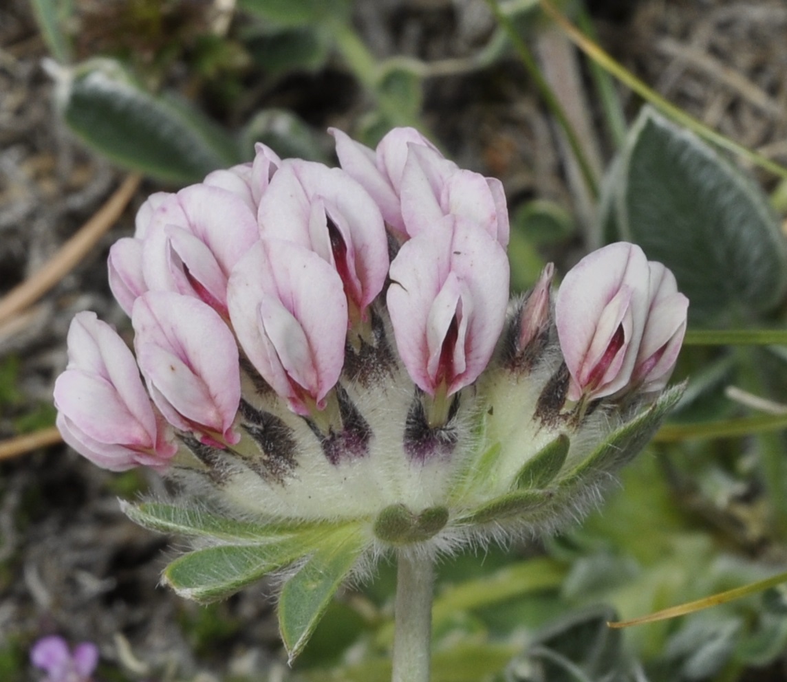 Изображение особи Anthyllis vulneraria ssp. pulchella.