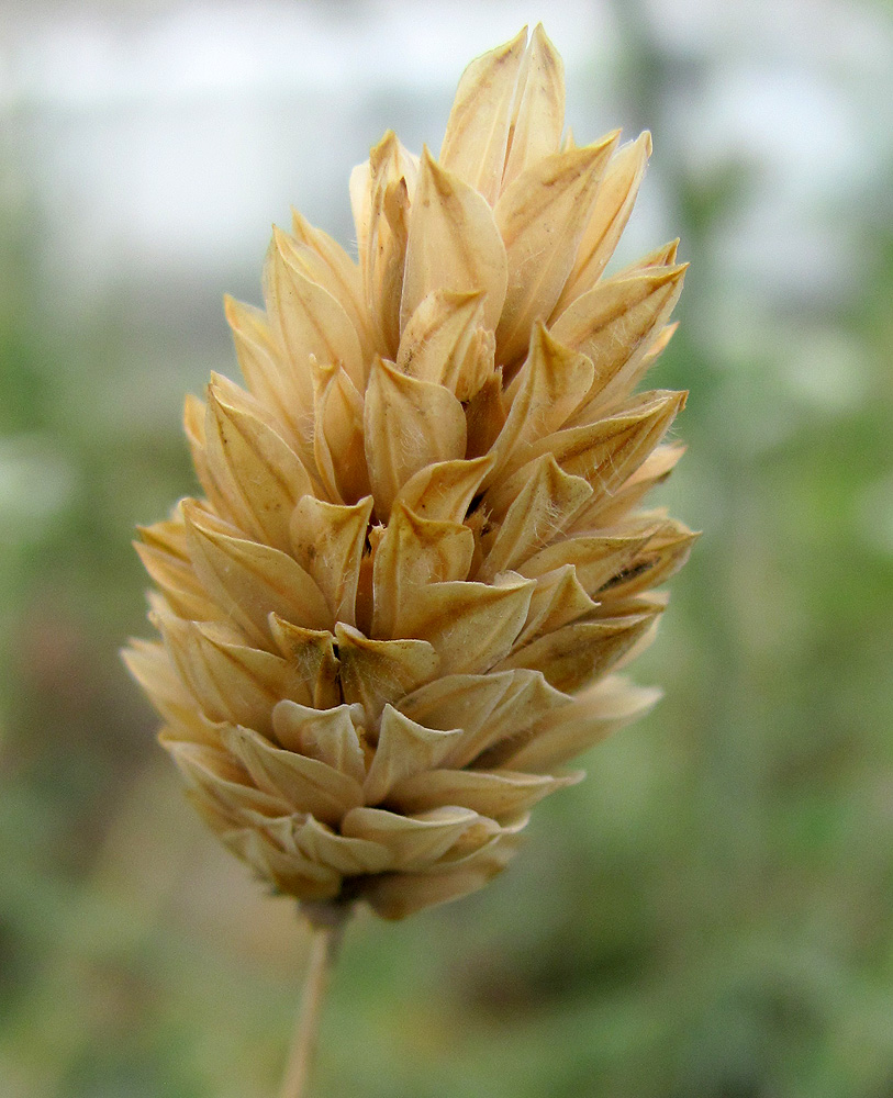 Изображение особи Phalaris canariensis.