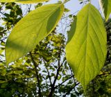 Halesia carolina. Листья. Германия, г. Дюссельдорф, Ботанический сад университета. 03.06.2014.