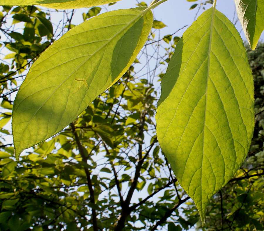 Image of Halesia carolina specimen.