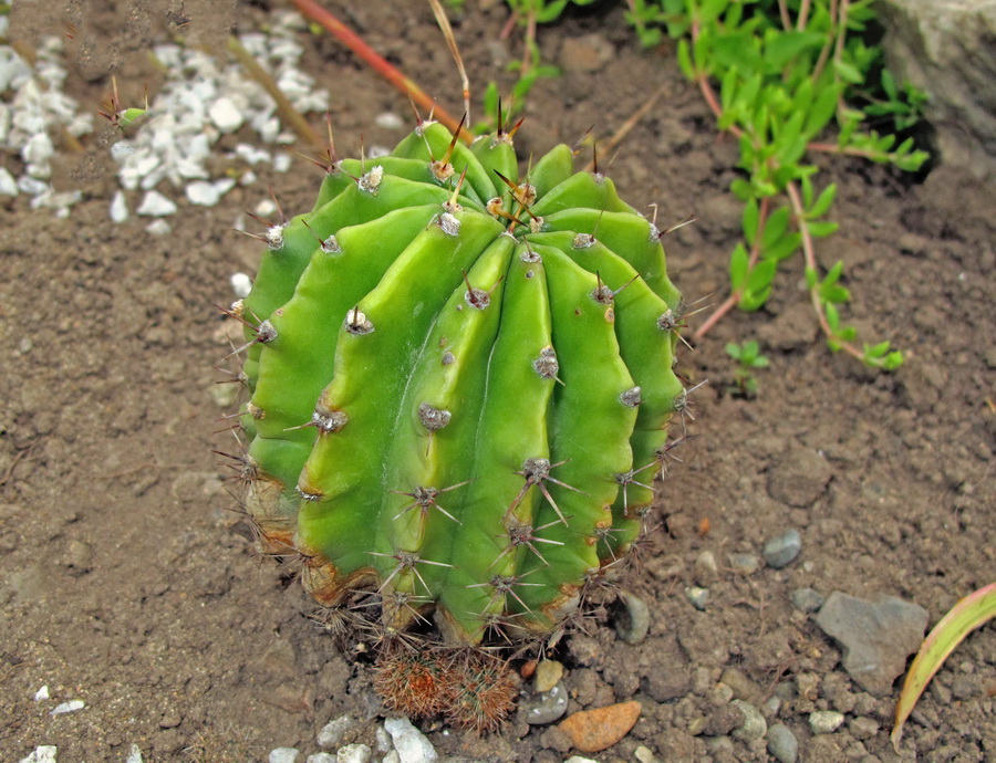 Image of Echinopsis oxygona specimen.