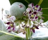 Calotropis procera. Соцветие с плодом. Израиль, впадина Мёртвого моря, пос. Эйн Бокек, в культуре. 12.05.2014.