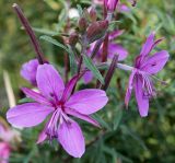 Chamaenerion fleischeri