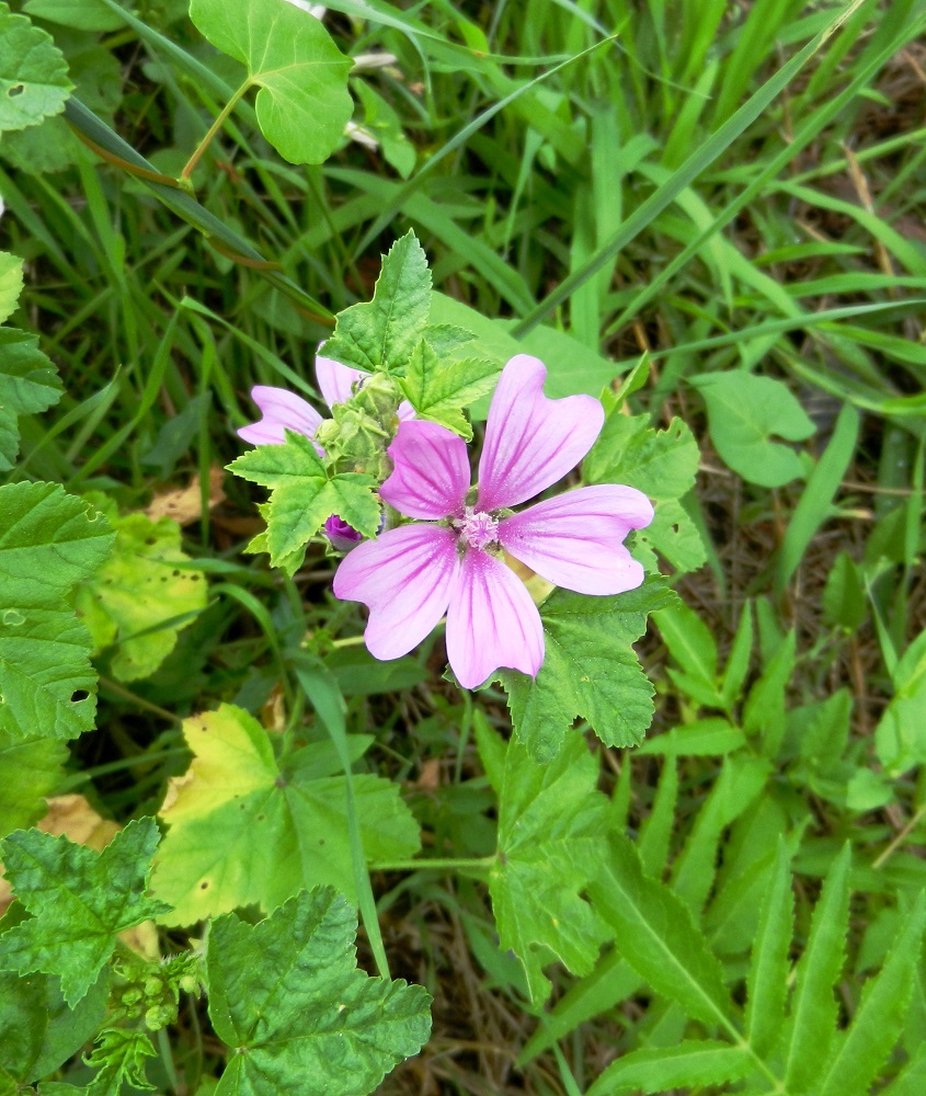 Image of Malva sylvestris specimen.