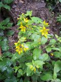 Lysimachia verticillaris. Цветущее растение. Крымский природный заповедник, юго-восточный склон Бабуган-Яйлы. 18.07.2009.