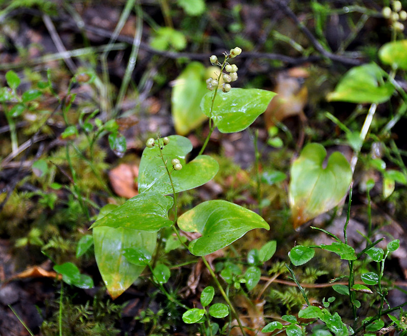 Изображение особи Maianthemum bifolium.