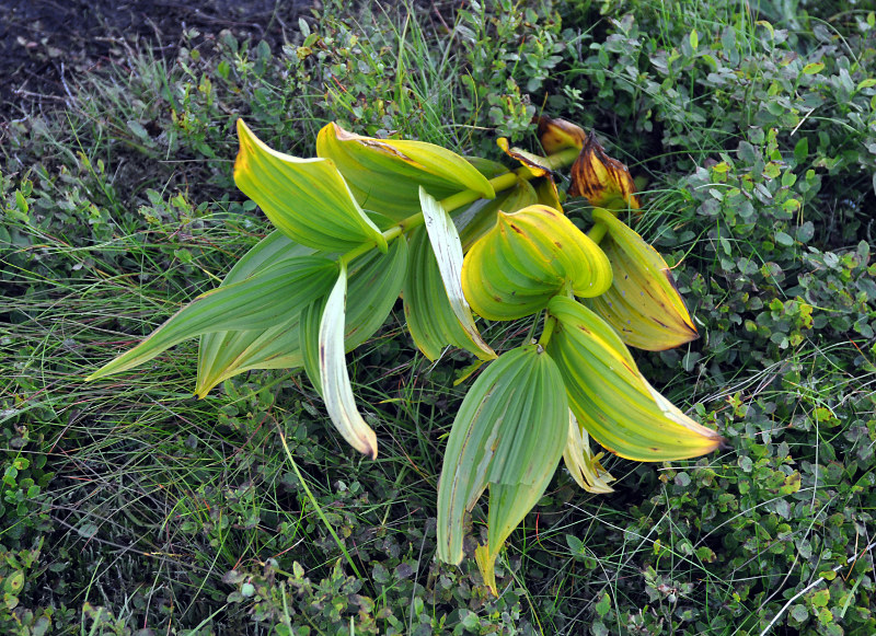 Изображение особи Veratrum lobelianum.