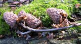 Betula alleghaniensis