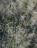Dactylis glomerata. Плодоносящие растения. Московская обл., Раменский р-н, окр. ж.-д. платформы Хрипань, залежь. 22.09.2014.
