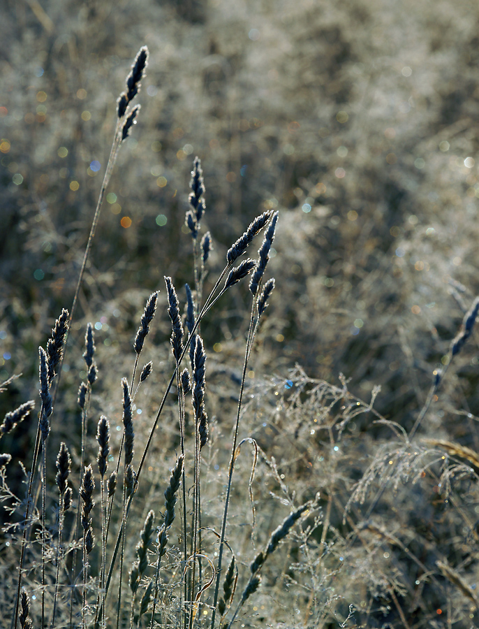 Image of Dactylis glomerata specimen.