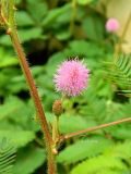 Mimosa pudica. Часть побега с соцветием. Италия, Падуя, Ботанический сад Падуанского университета. Июль 2014 г.