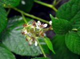 genus Rubus