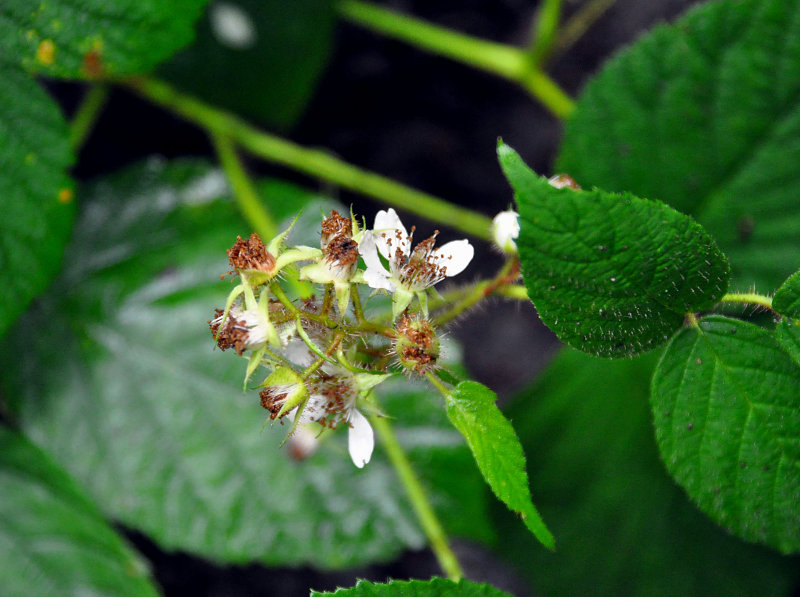 Изображение особи род Rubus.