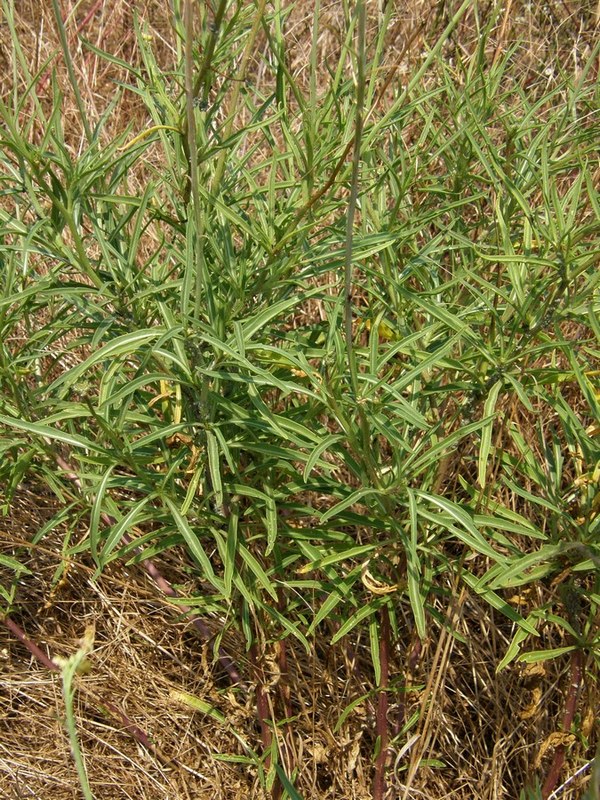 Image of Diplotaxis tenuifolia specimen.