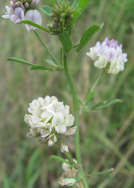 Изображение особи Medicago × varia.